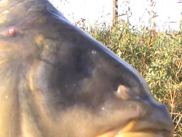 pestiiiiiiiiiiii - peste fara un ochi 